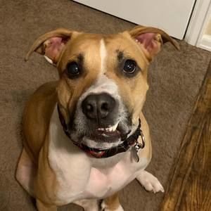 Meet your Posher, Sammy-boy